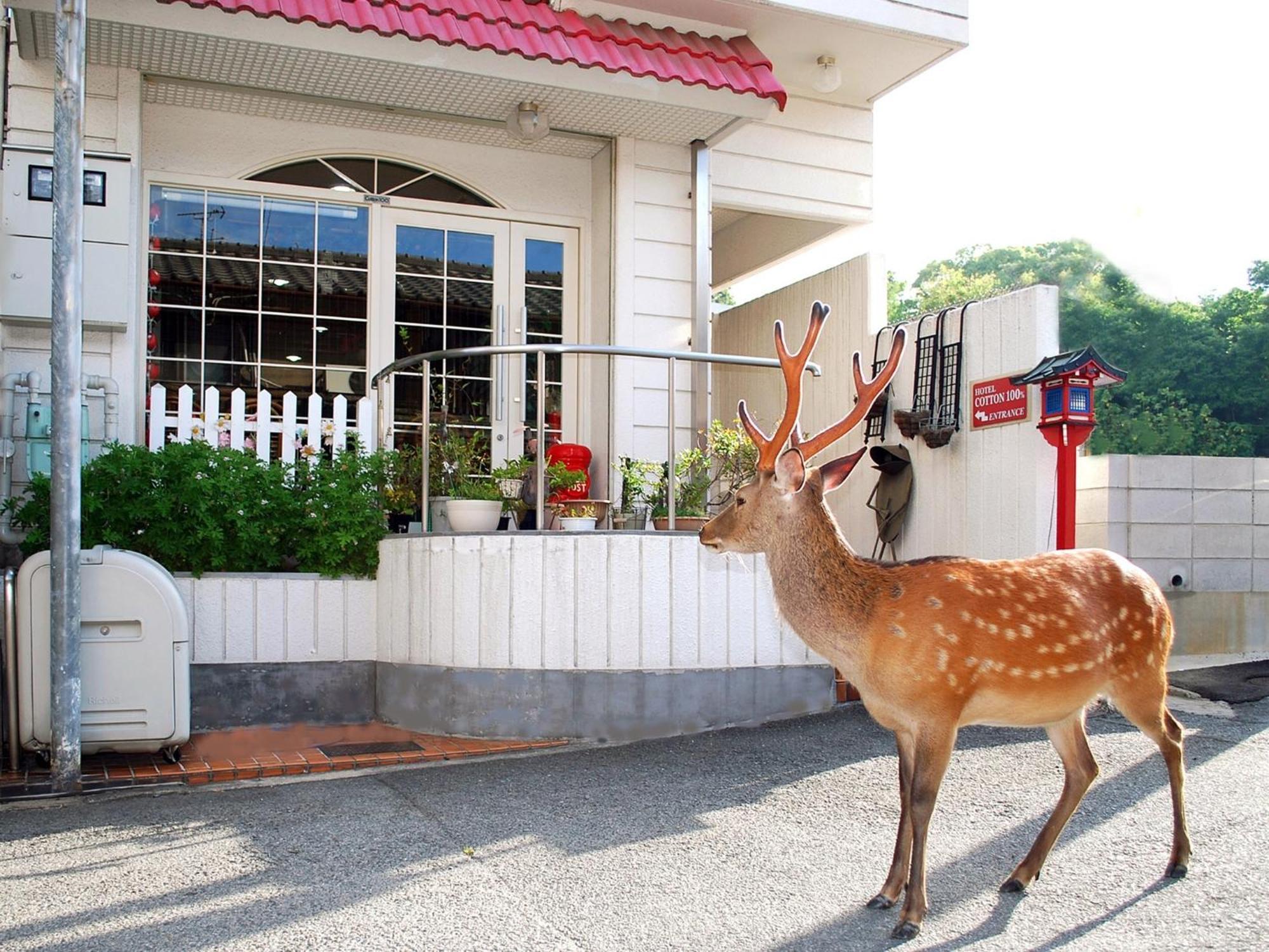 Nara - Hotel / Vacation Stay 47950 Dış mekan fotoğraf
